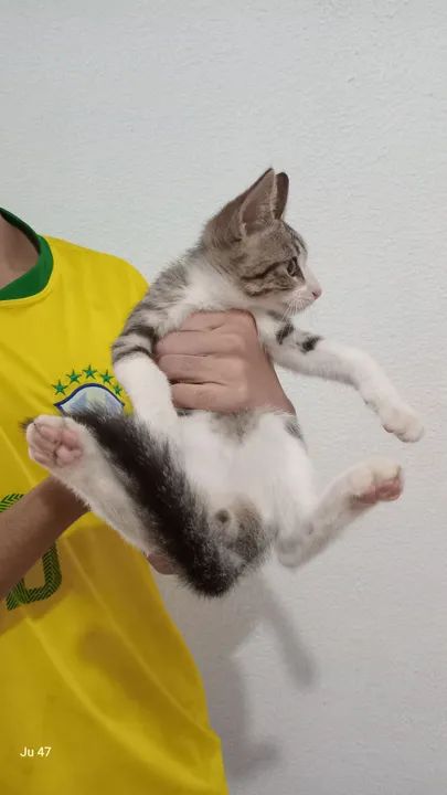 Gatinhos machos para adoção  - Foto 4