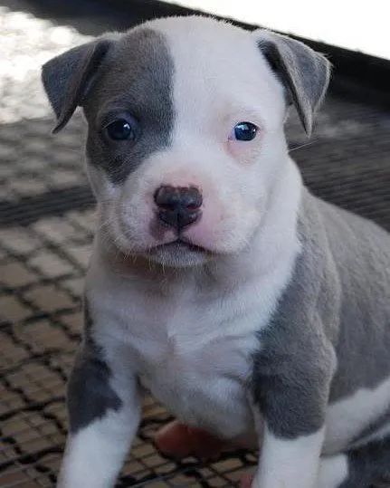 Filhote Pitbull pirata cinza 