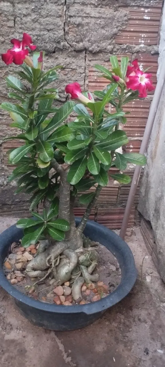 Rosa flor do deserto (adenium obesum) com 10 anos de idade.