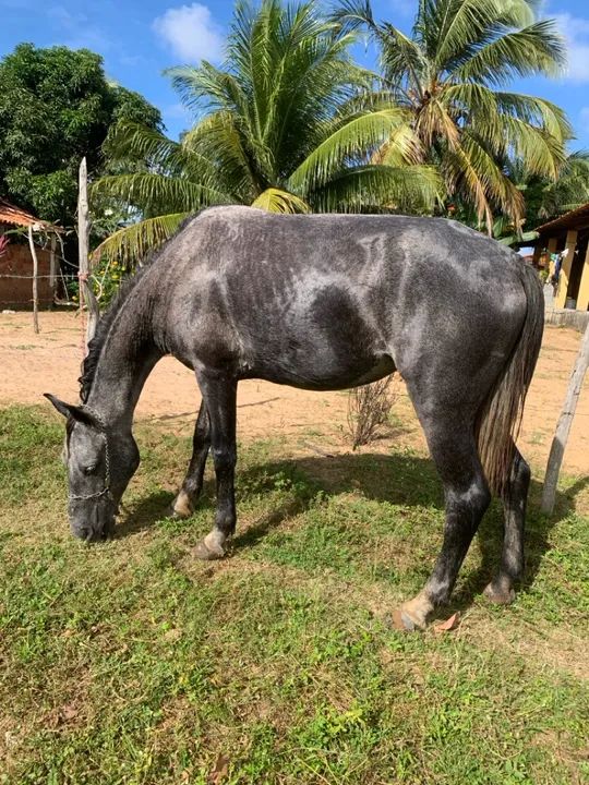  Vende está linda égua mestiça de mangalarga  - Foto 6