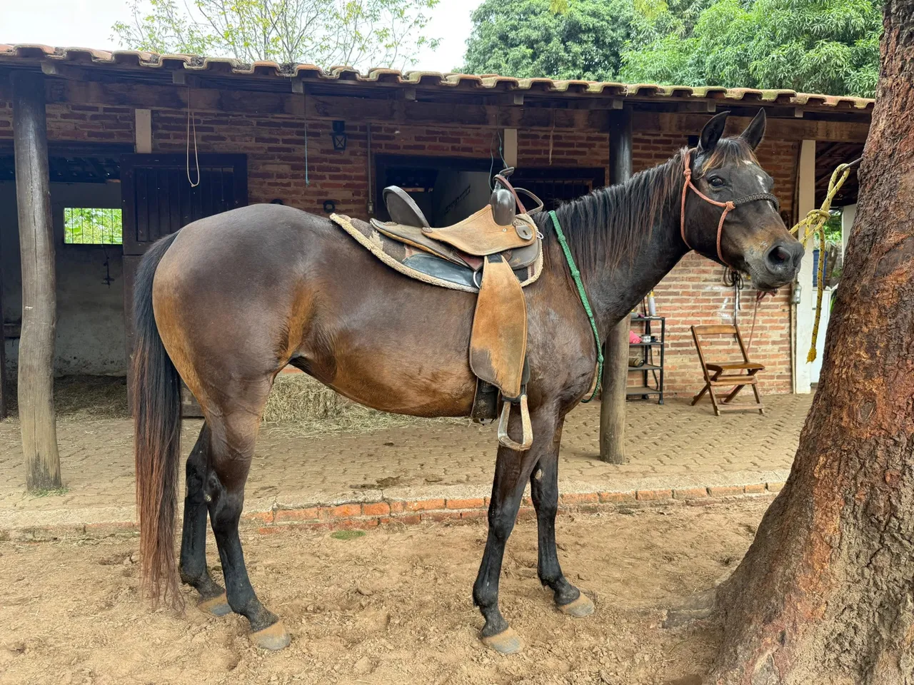 Égua de três tambores