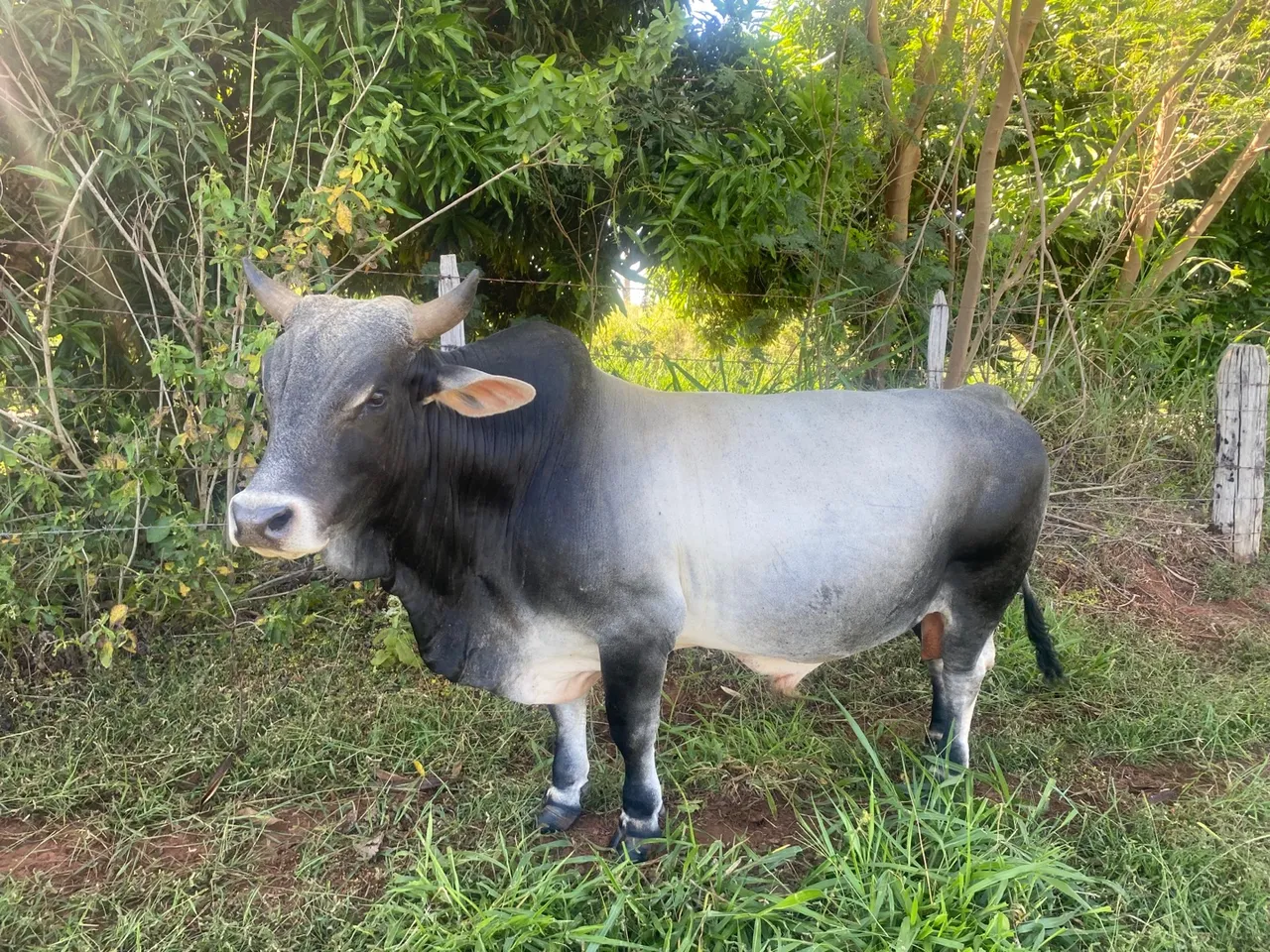 Mini Touro Nelore com 4 anos