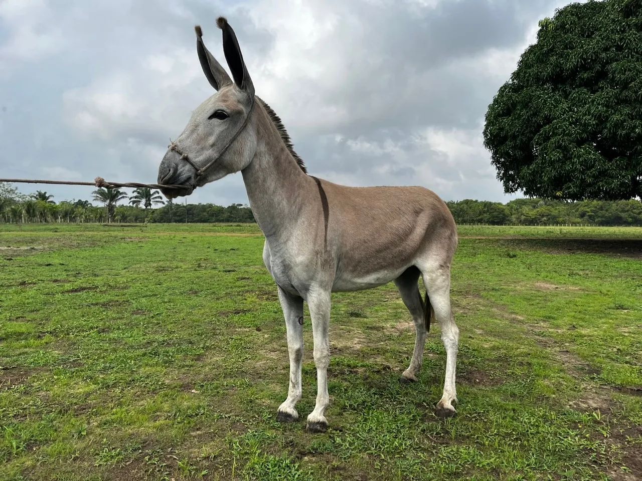 Jumenta Pêga registrada !  - Foto 2