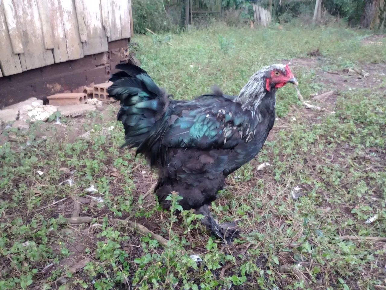 Galinhas Brahma perdiz e dark.. - Foto 4