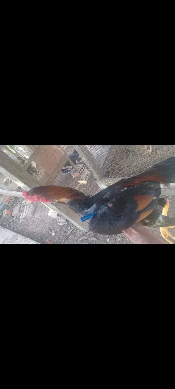 Galinhas de raça 