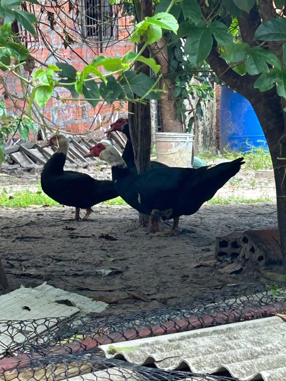 Patos Indianos bem cuidados, raros e lindos