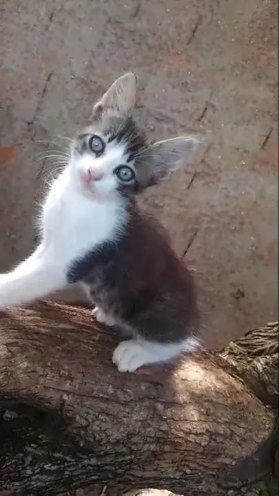 Doação filhotes de gato - Foto 2