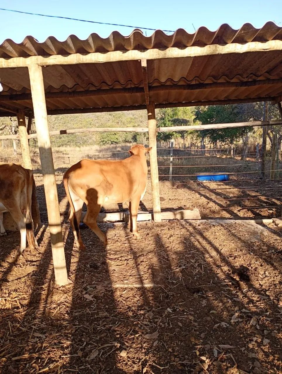 Novilha 10 arrobas  - Foto 2