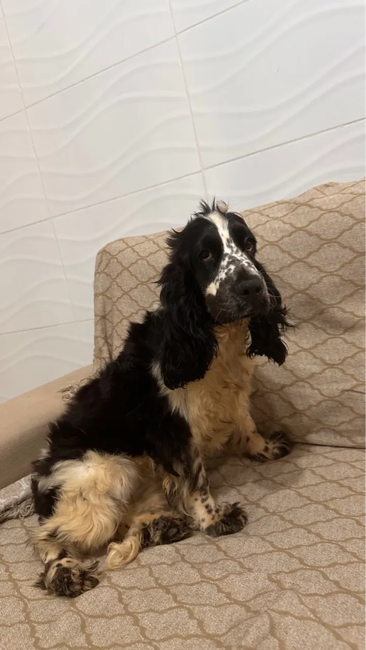 Filhote de Cocker Spaniel Inglês