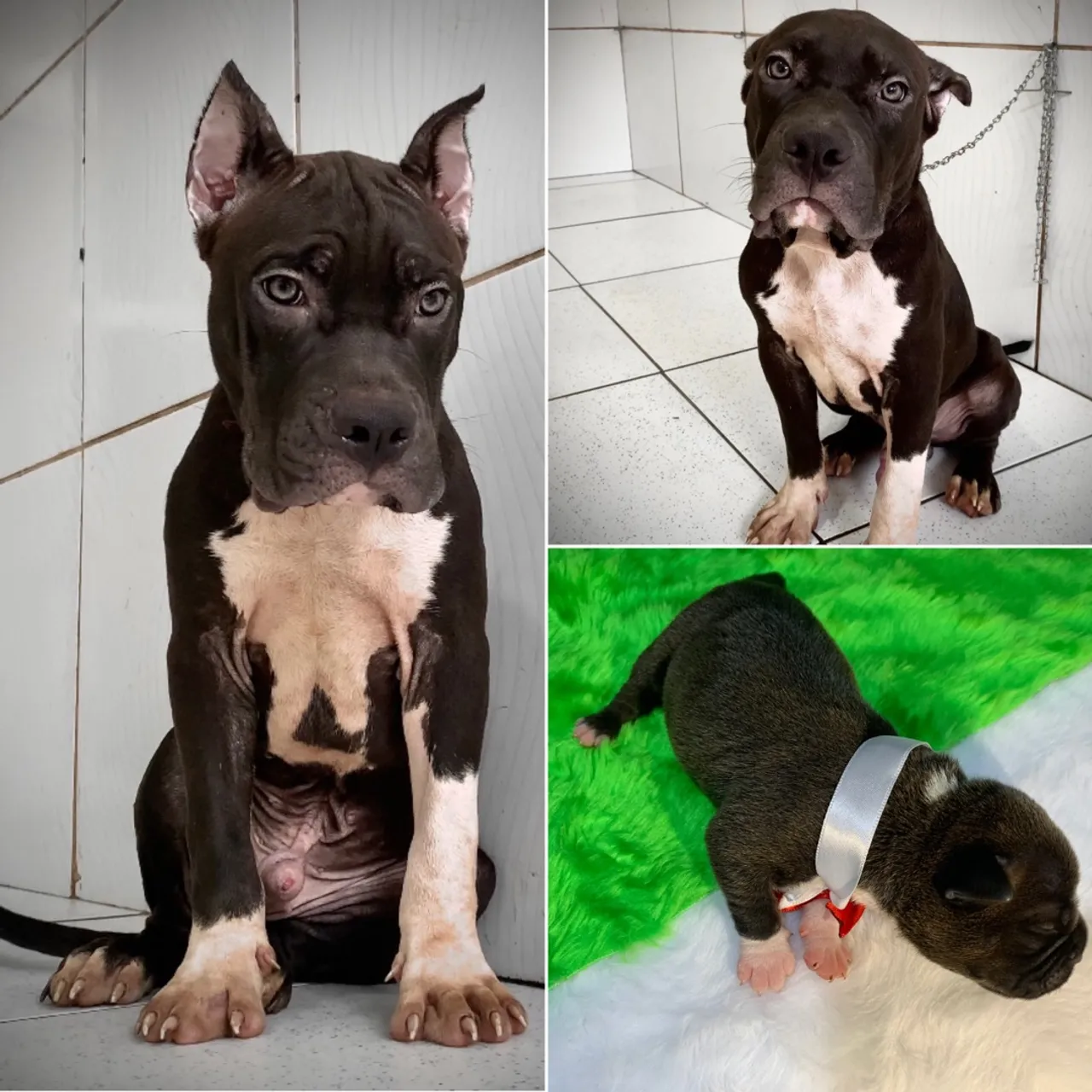 AMERICAN BULLY Filhote (PEDIGREE, MICROCHIP, VACINADO E VERMÍFUGADO)parcela em 12x. 