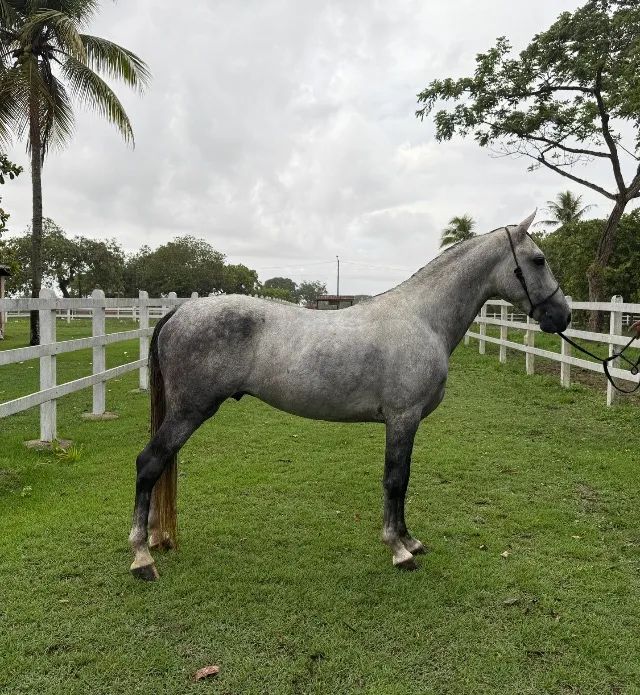 Vendo Cavalo mangalarga  - Foto 4