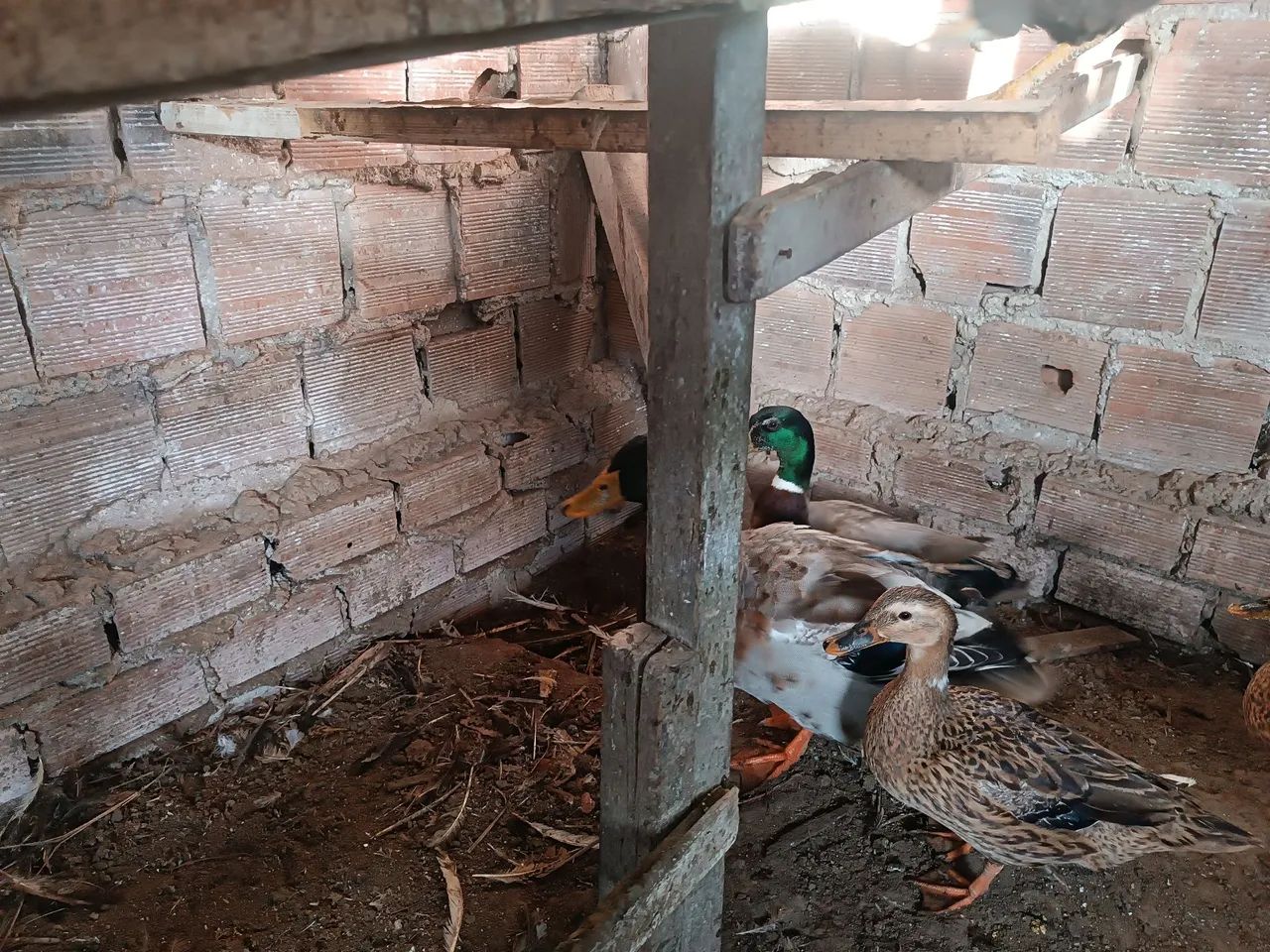  Lindo Casal de patos marrecos bruem 350 - Foto 4