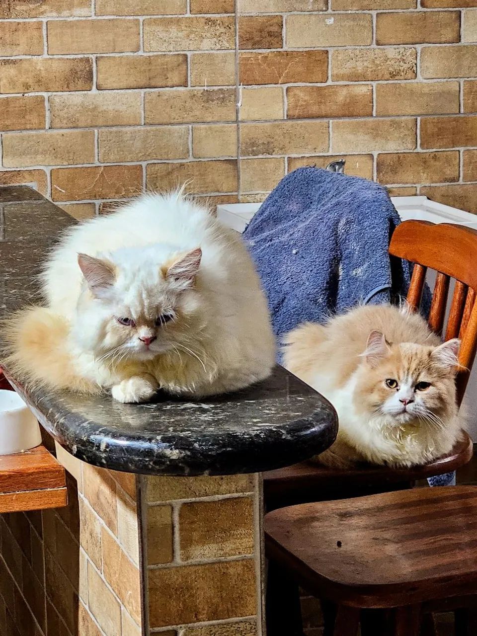 Lindos Filhotes de Gatos Persa - Foto 4