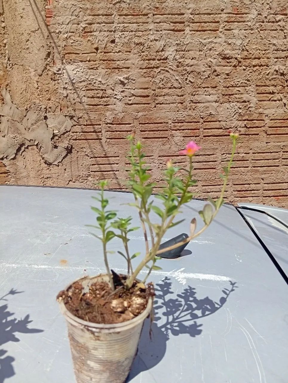 Plantas diversas  - Foto 3