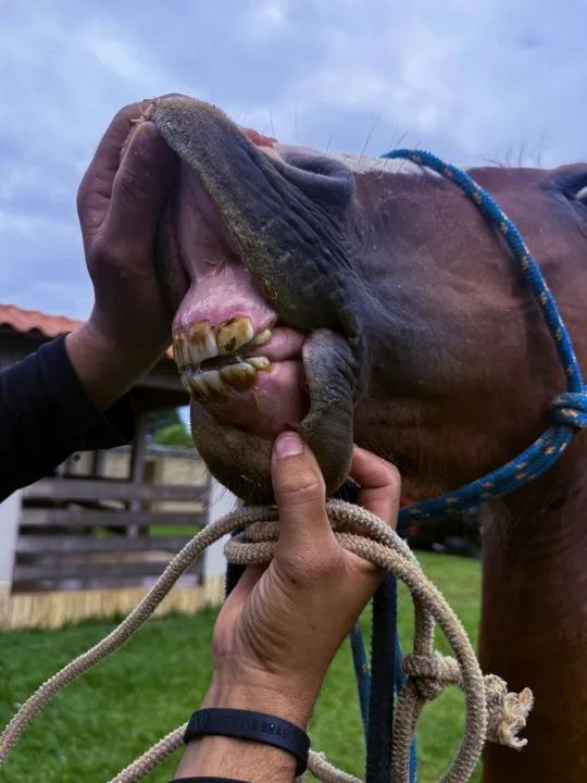 Vende-se potra mangalarga