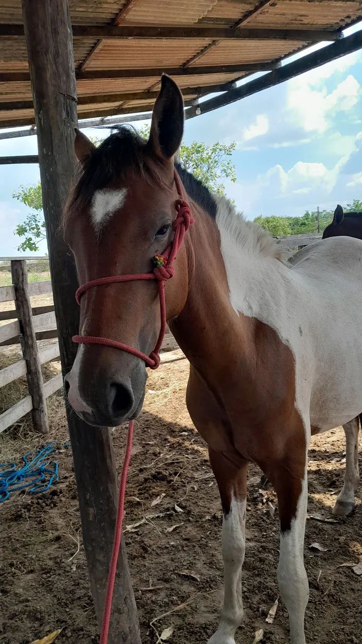 Potra pampa mangalarga com piquira - Foto 4