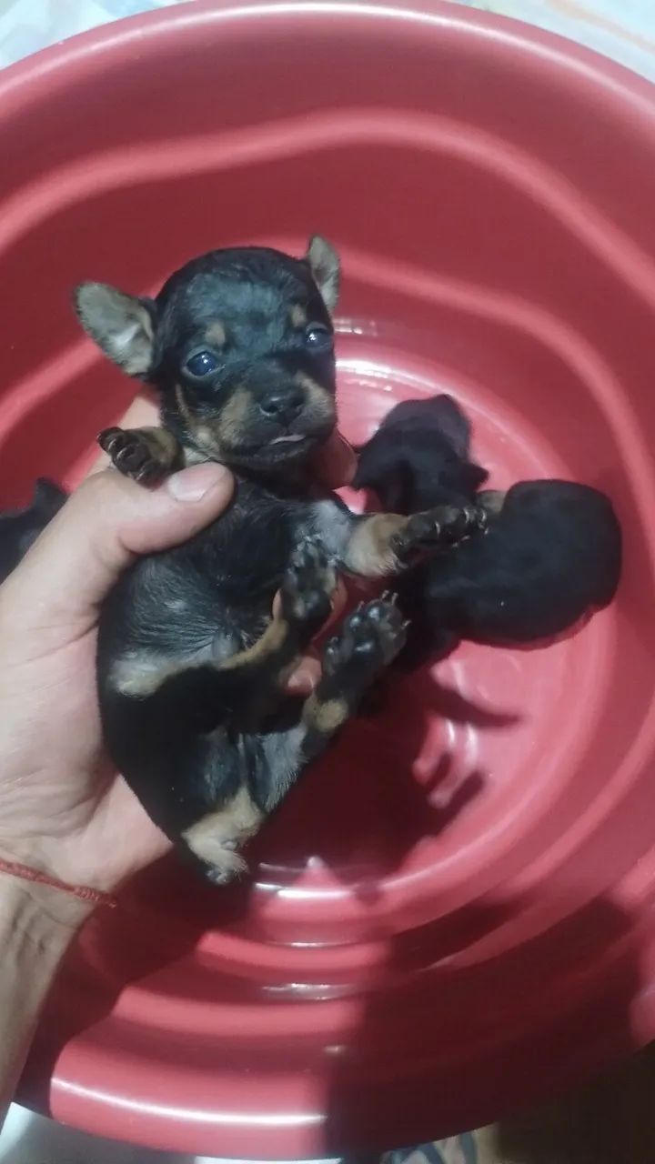 Pinscher número 1  - Foto 4