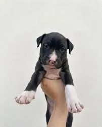 labrador x boxer 