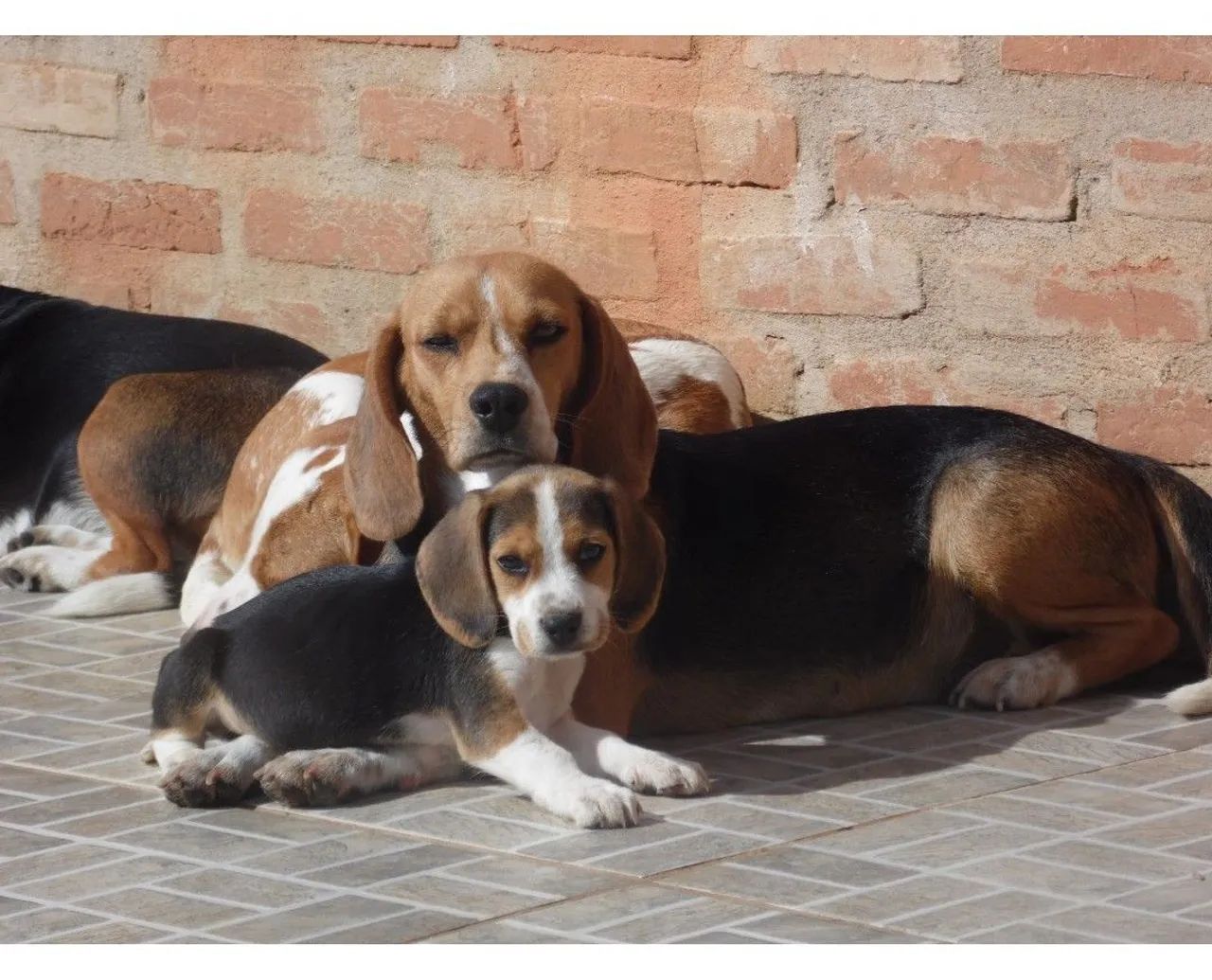 Com pedigree - beagle - Foto 2