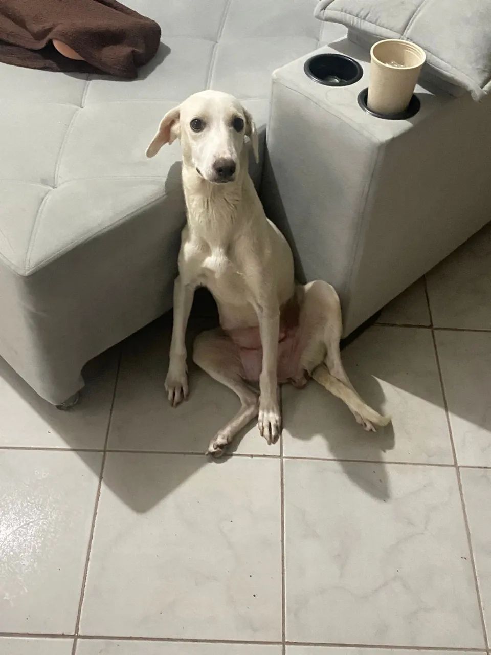 Fêmea para doação  - Foto 4