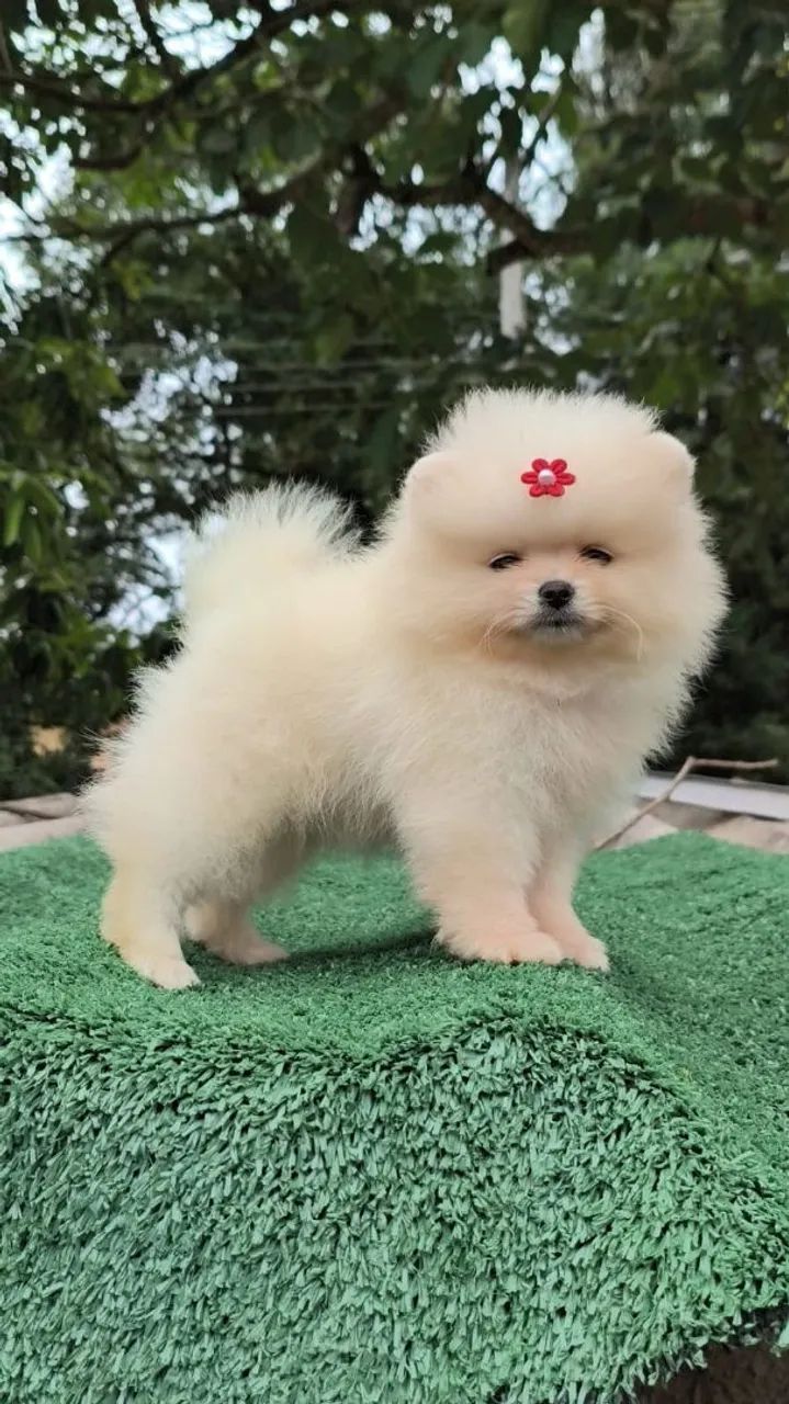 Filhotes de Spitz alemão  - Foto 2