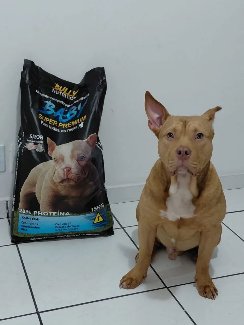 American Bully  - Foto 4