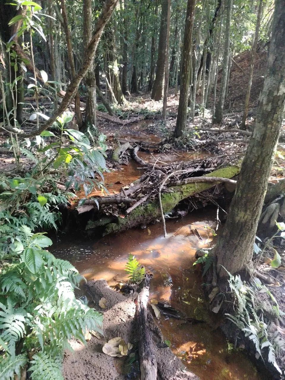 ?Fazenda de 78 Hectares em Itaúna  - Foto 3