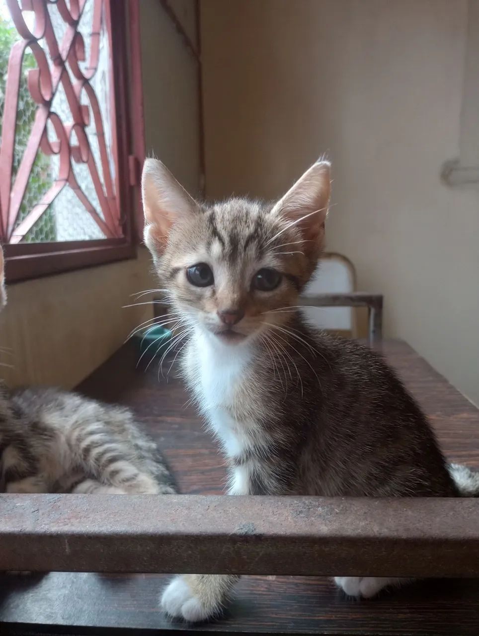 Filhotes de gatos  - Foto 4