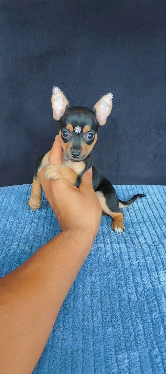 Pinscher zero vendas 