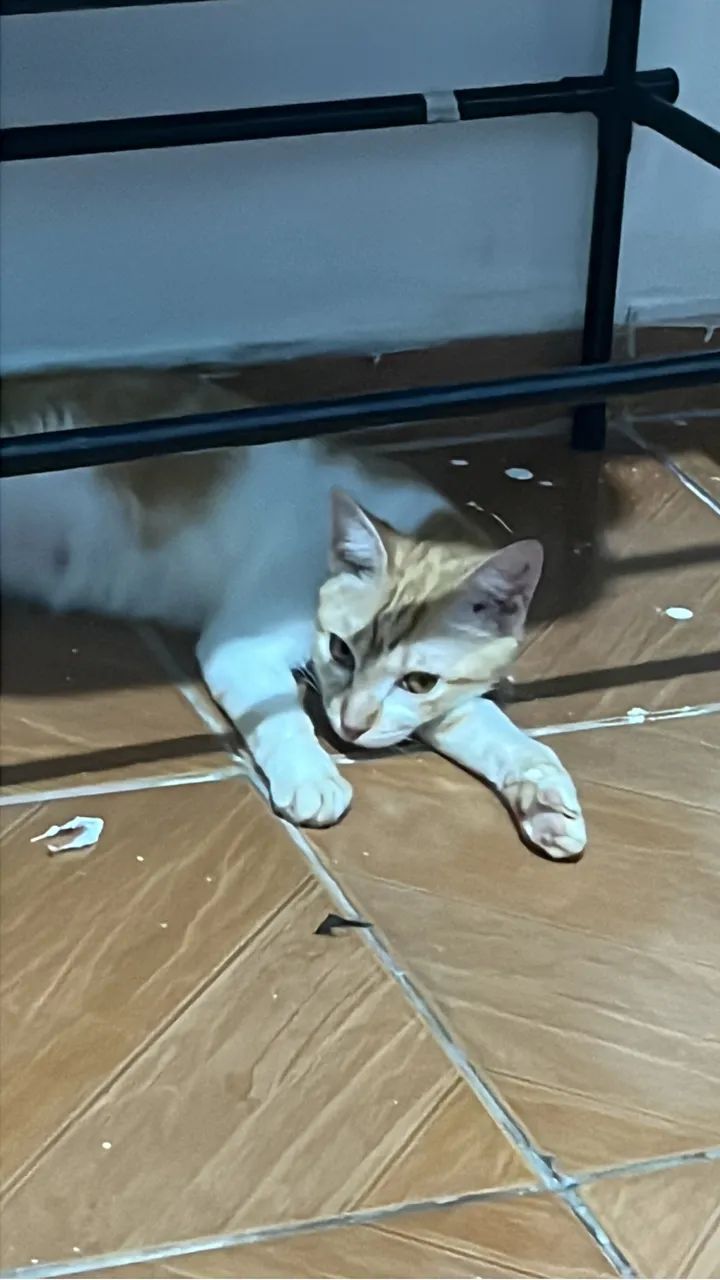 GATINHA PARA DOAÇÃO - Foto 2