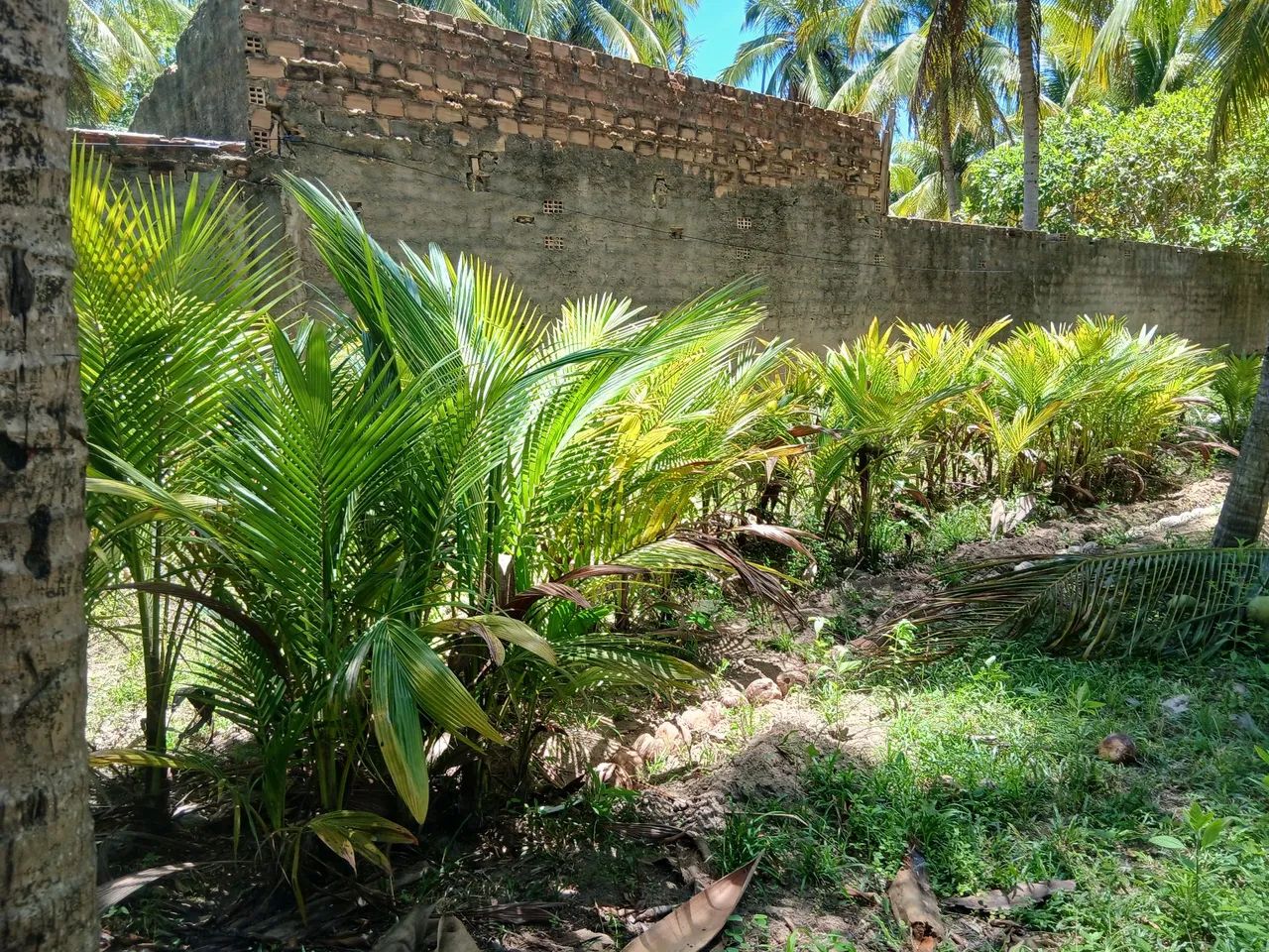 Vendo Mudas de coco anão 40 unidades - Foto 2