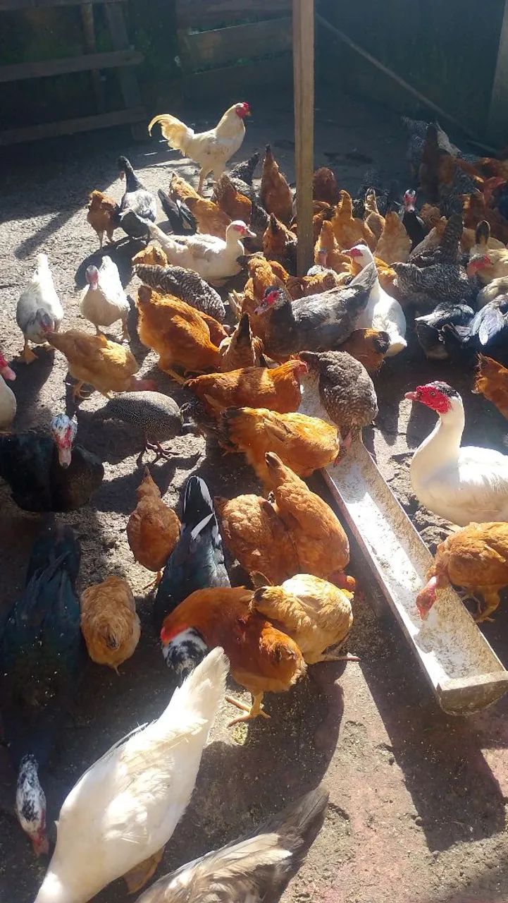 galinhas e patos  - Foto 2