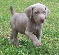 Weimaraner 