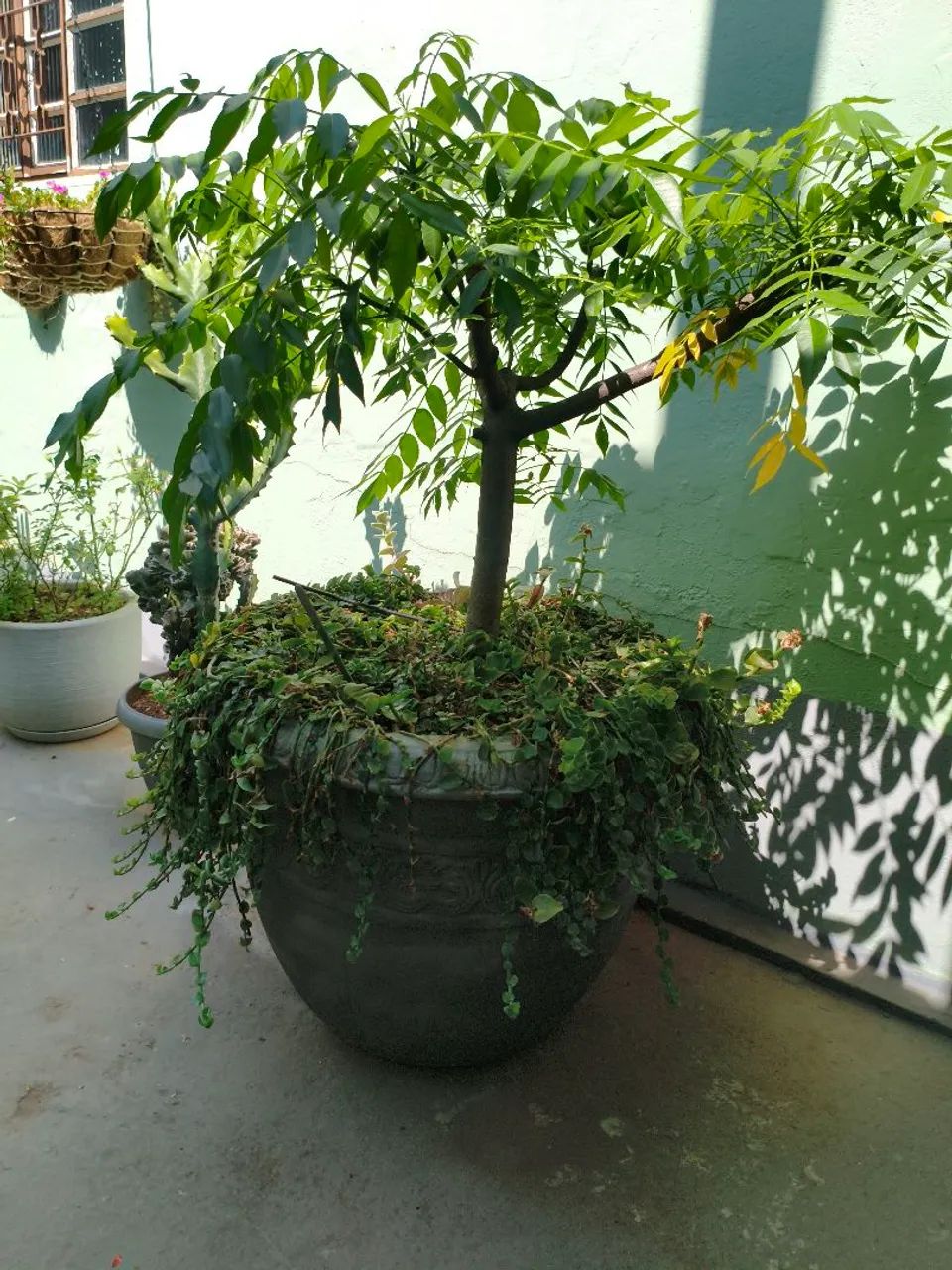 Árvore frutíferas  - Foto 4
