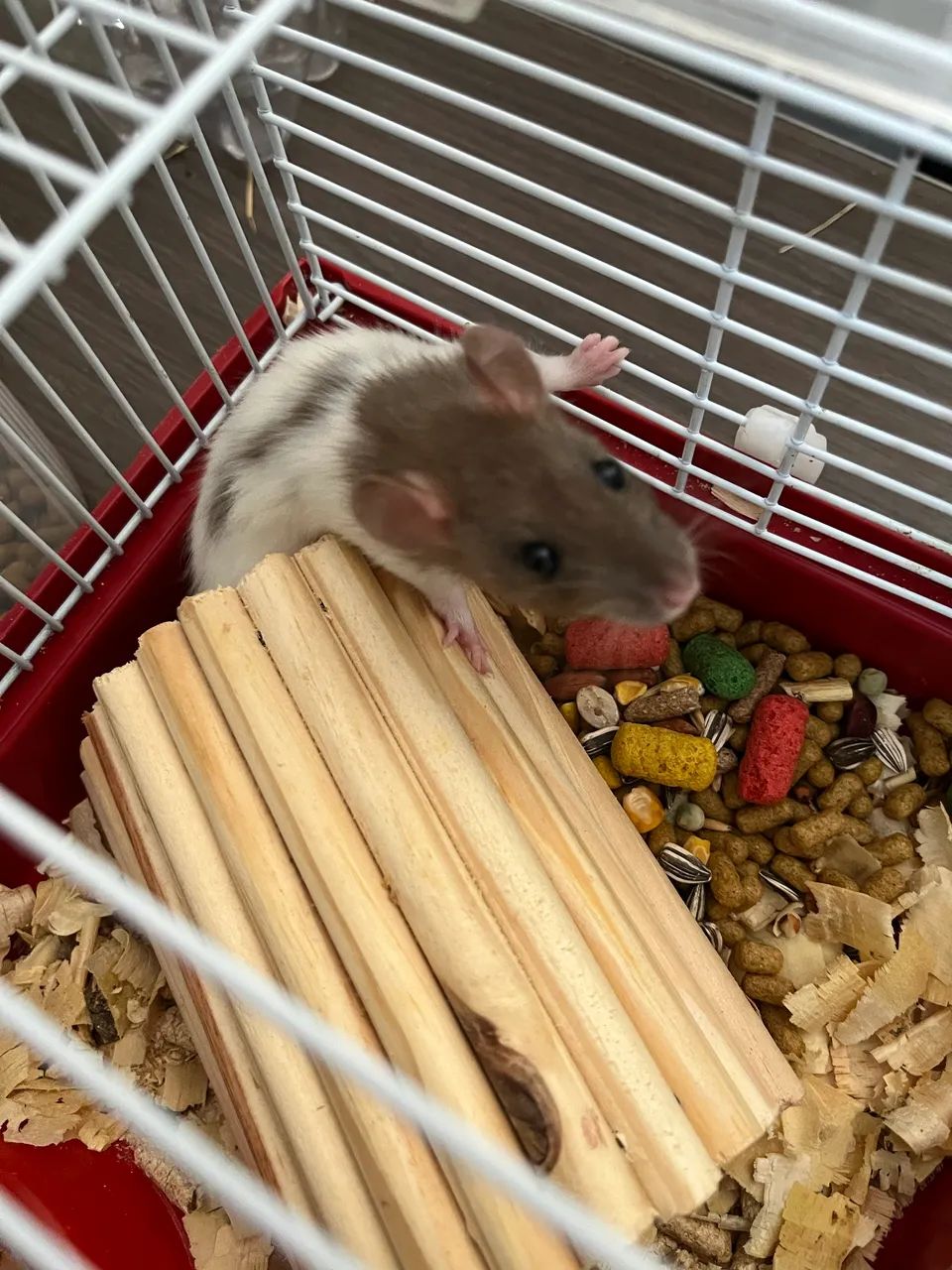 Rato Twister  - Foto 4