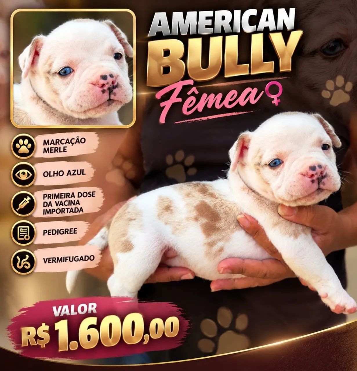 Filhotes de American Bully  - Foto 5