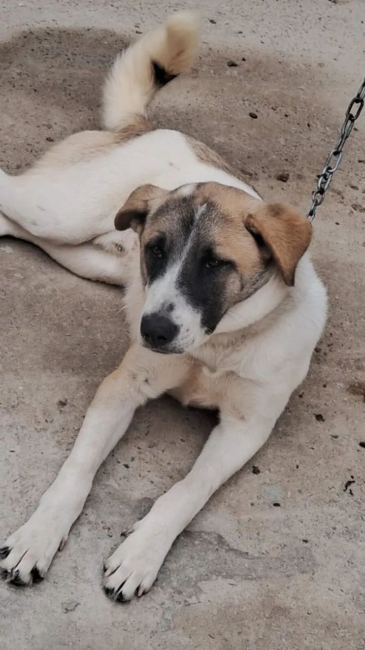 Doação de cachorro