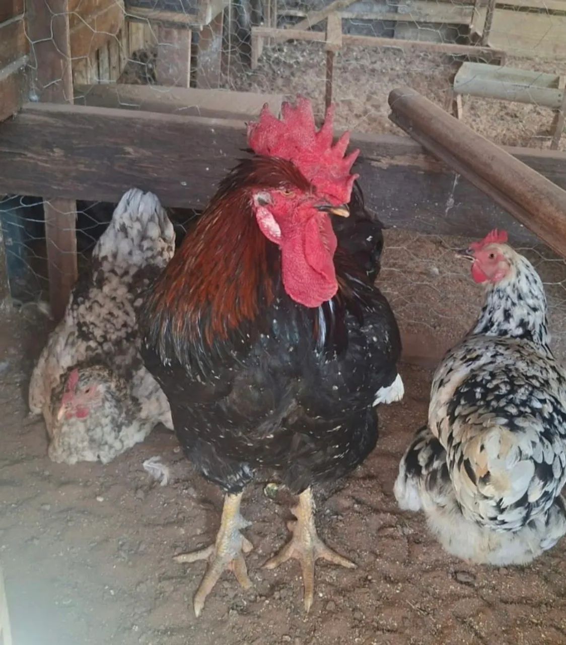 Galinga sertaneja balão gsb