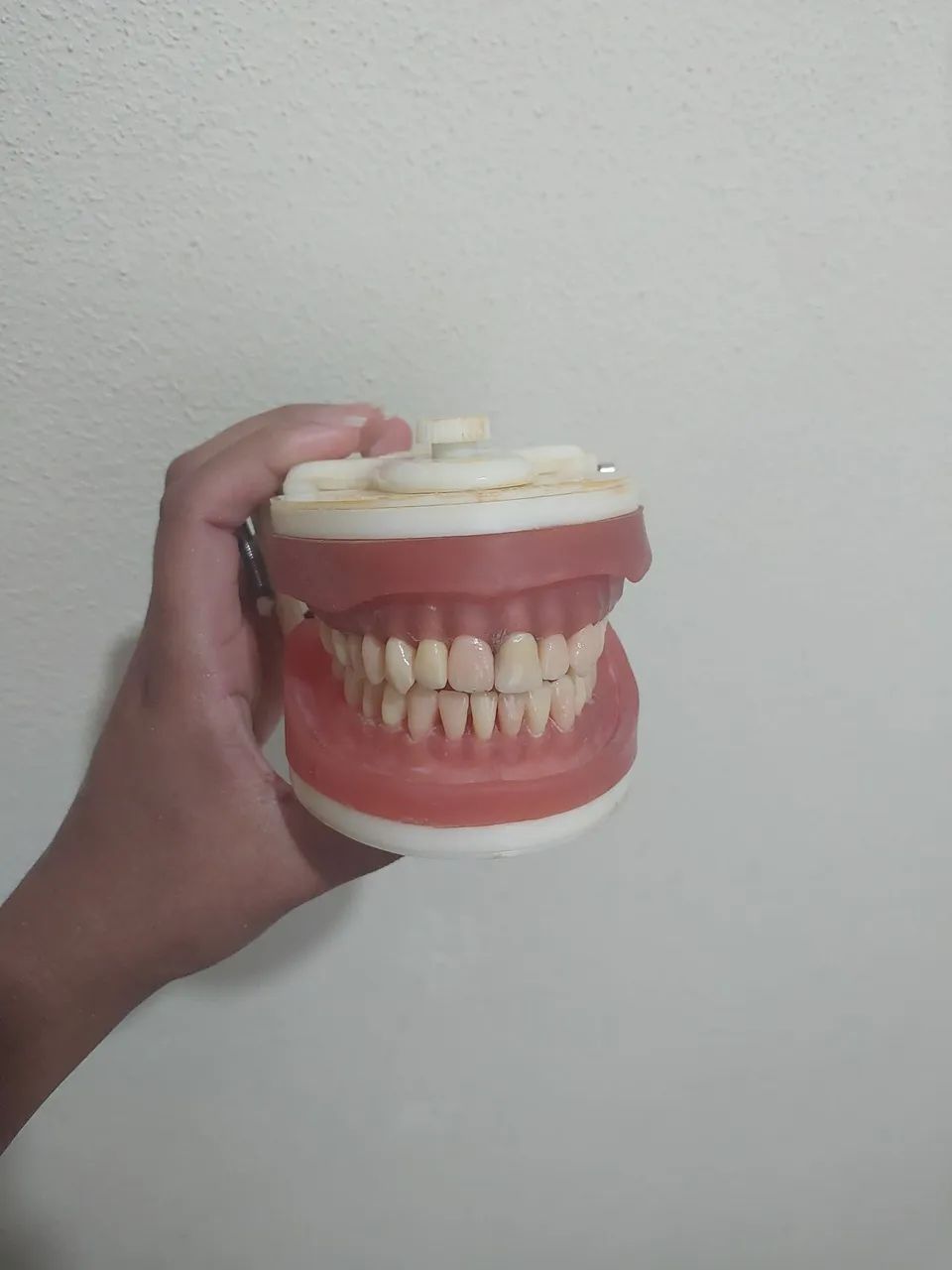 Manequim Dentística PRONEW  - Foto 2