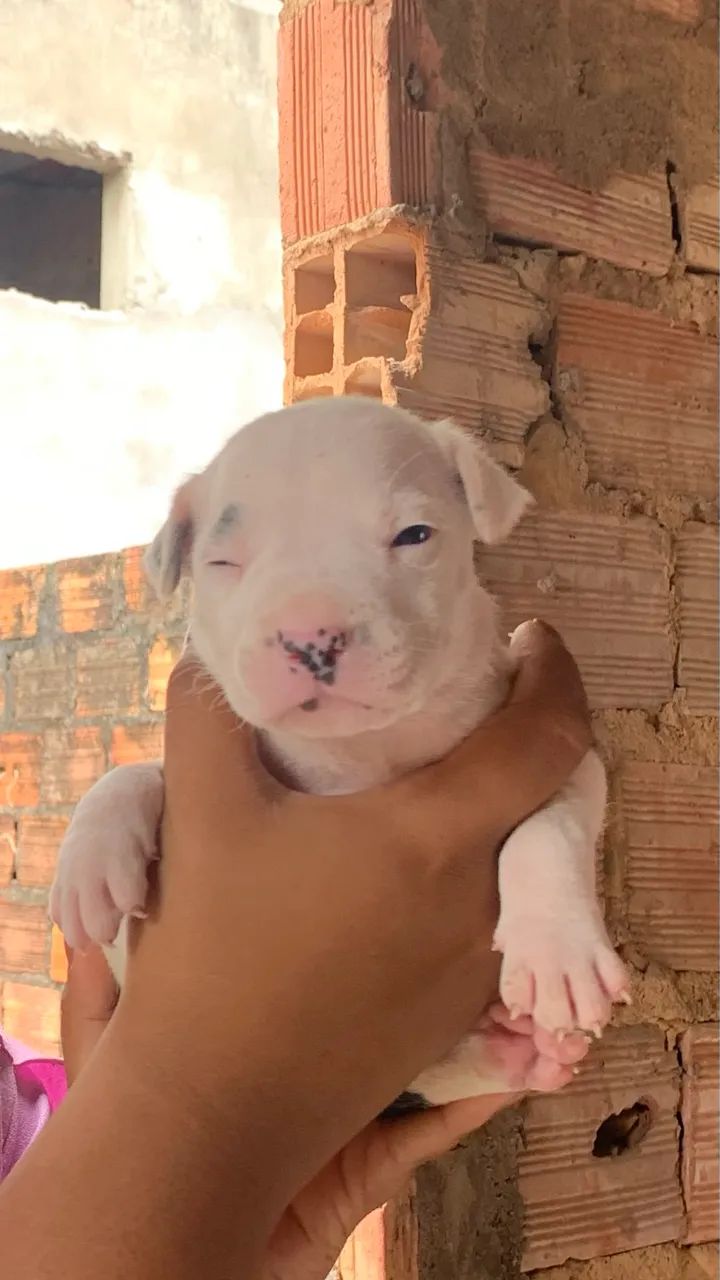 Cachorro - Foto 2