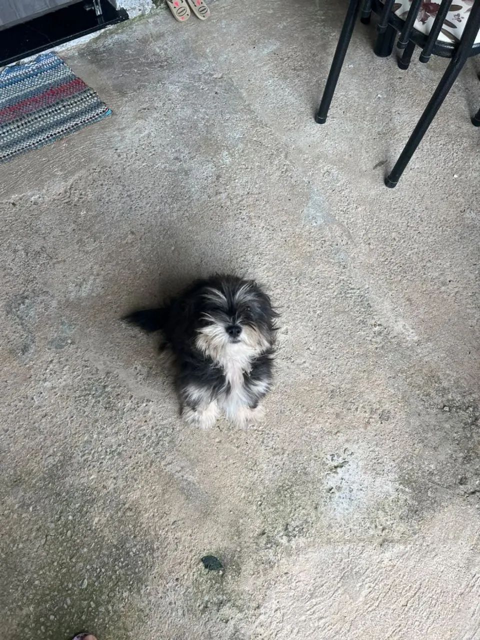 Filhote de Lhasa Apso  - Foto 3