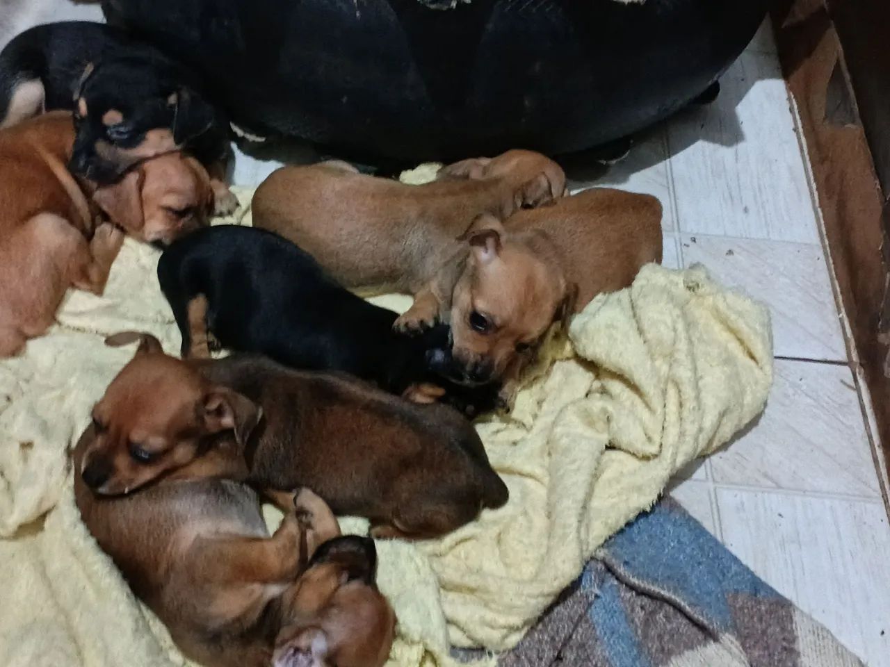 Pets 