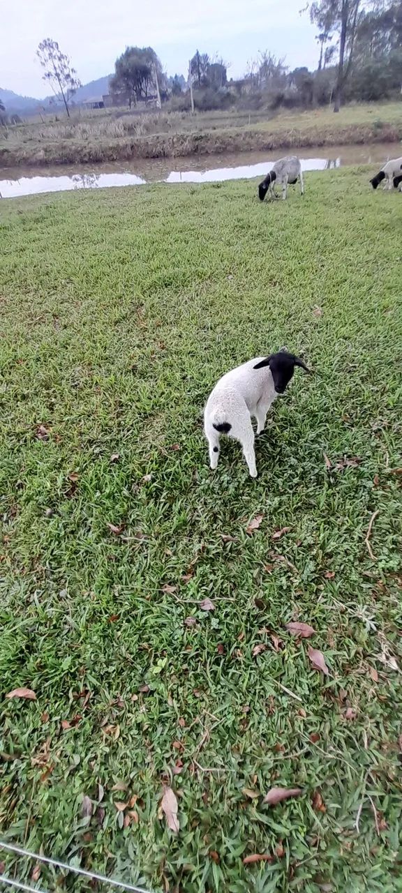 Vendo barato ovelhas dorper  - Foto 2