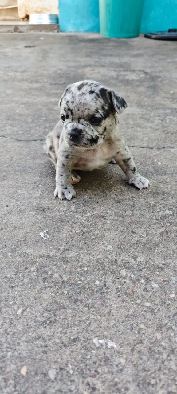 Buldogue francês disponível  - Foto 3