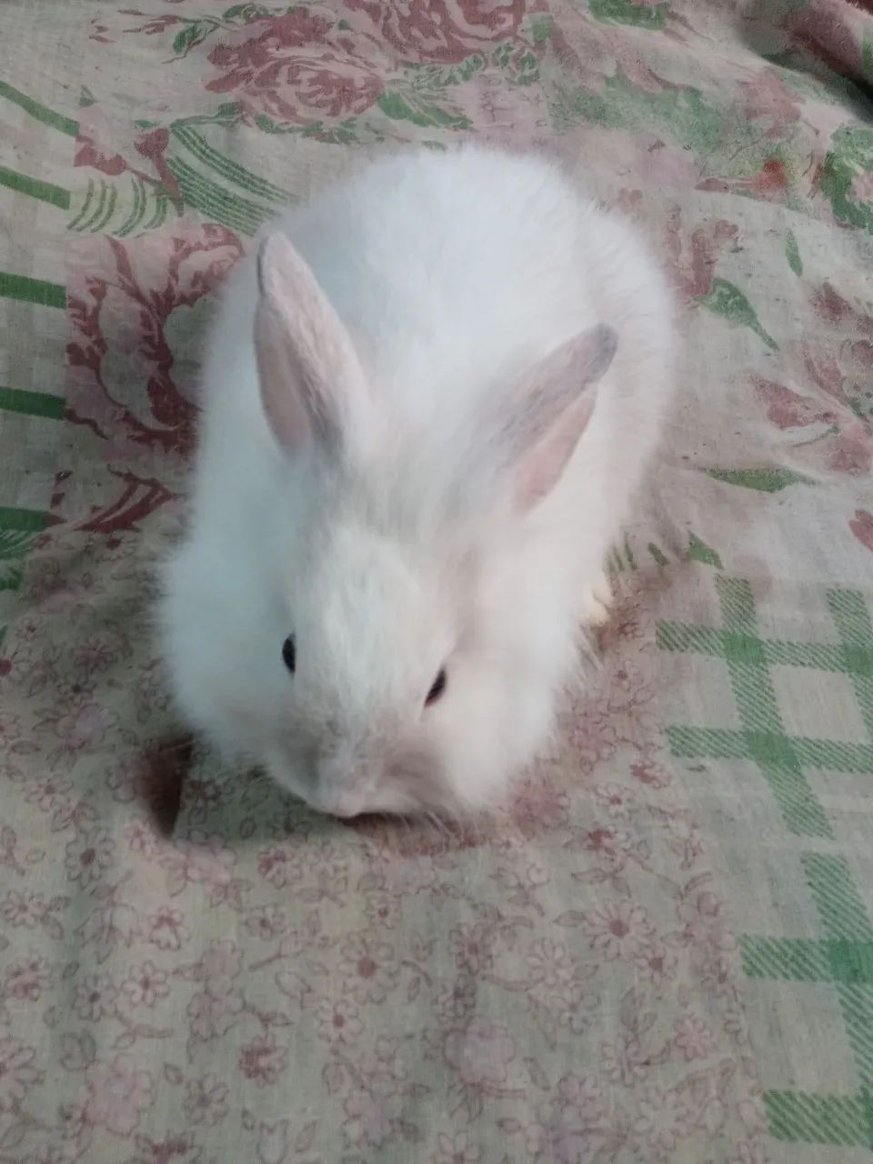 Animais de estimação - Foto 2
