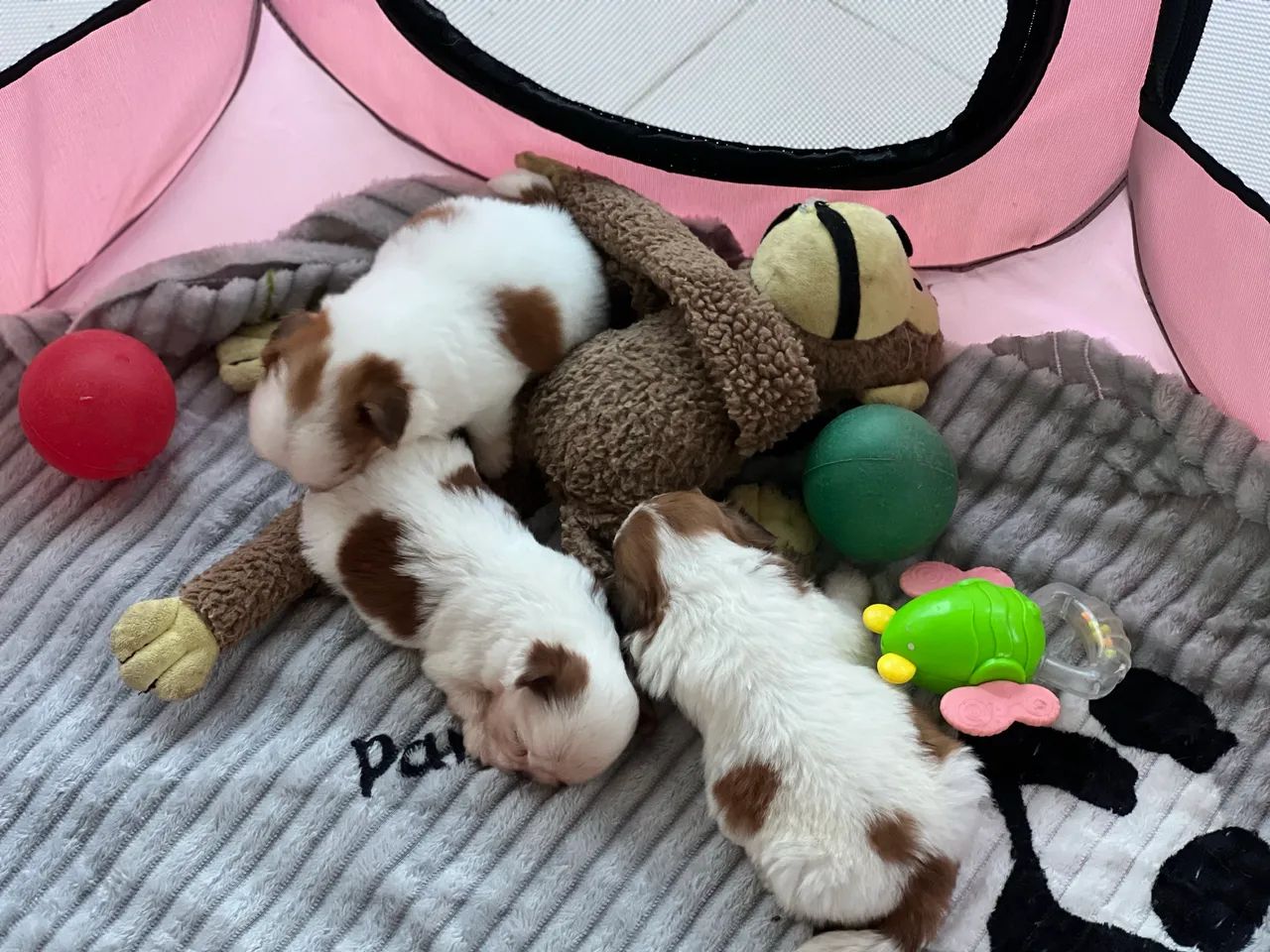 BBS Shihtzu para reserva 