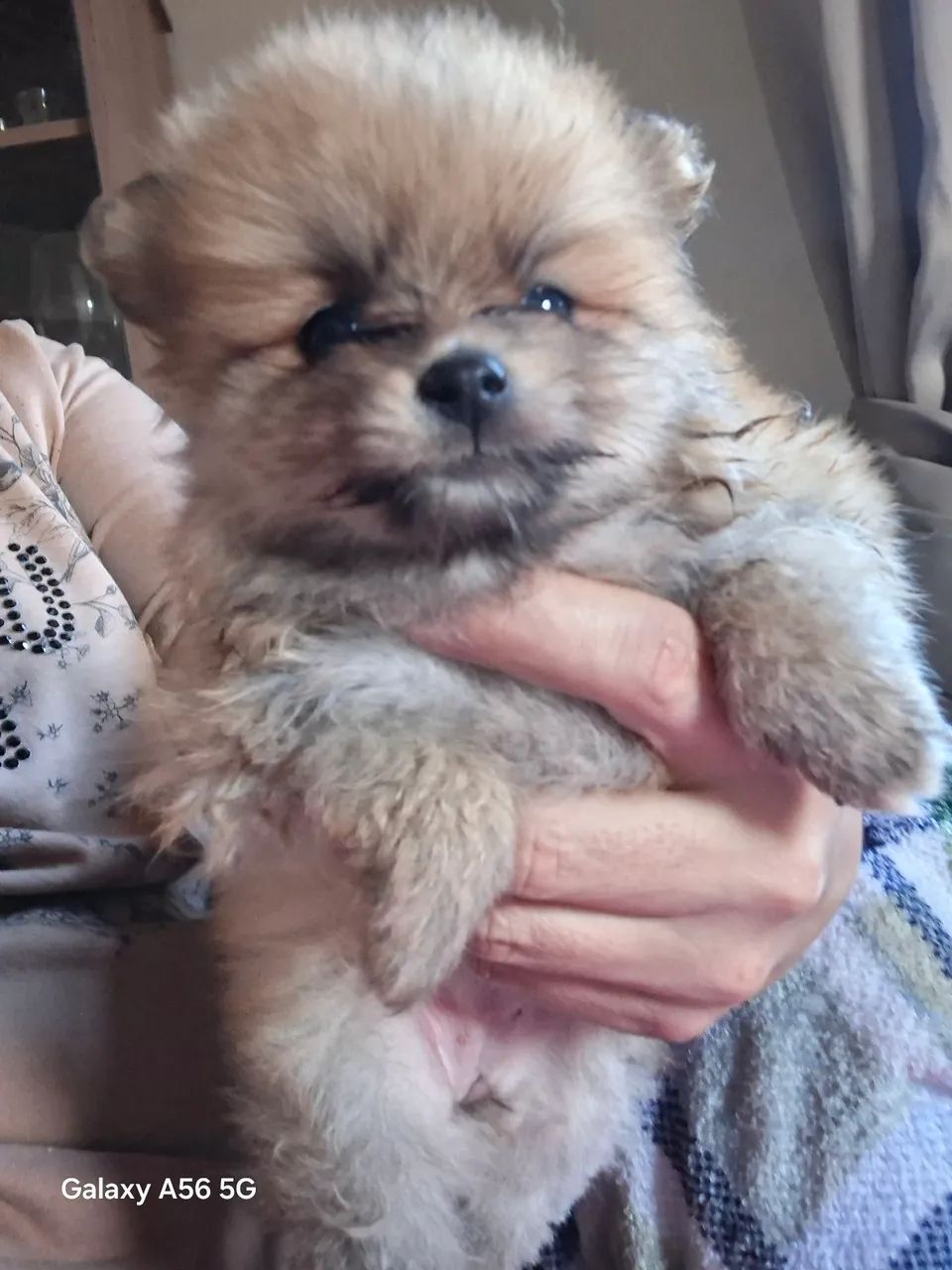Lulu da pomerania  - Foto 3