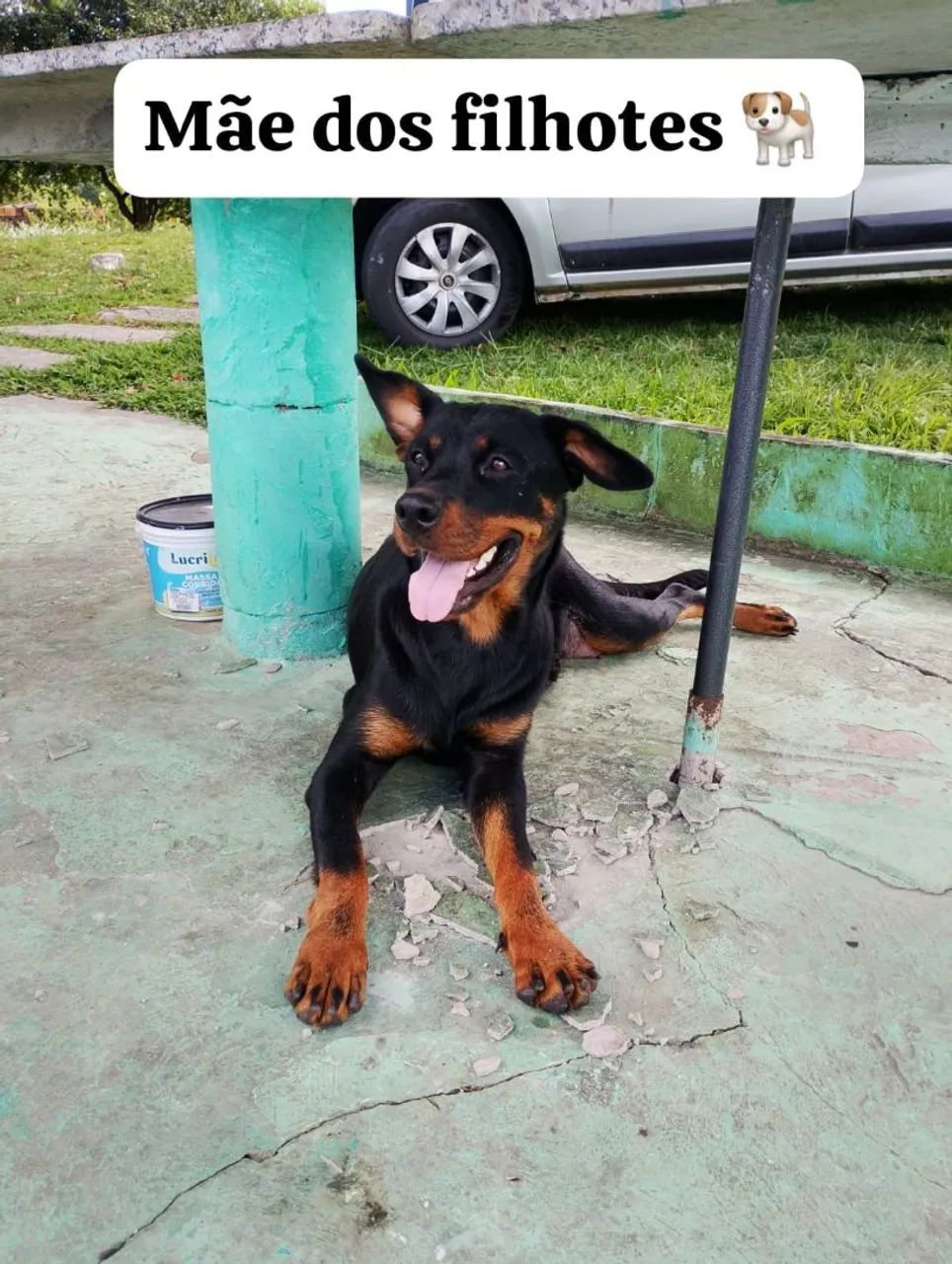 Vende se filhotes de Rottweiler  - Foto 3