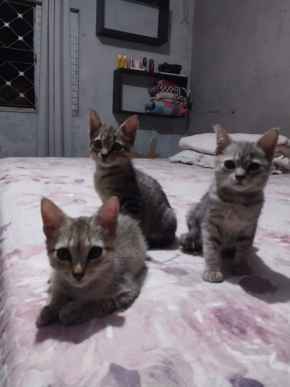 Gatos para adoção  - Foto 4
