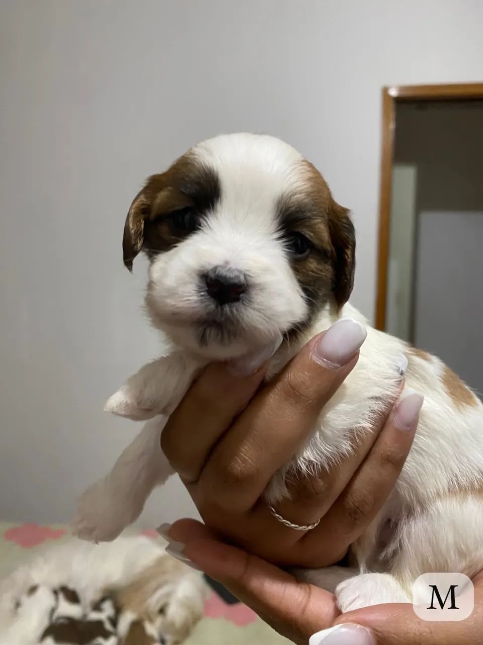 Lhasa apso  - Foto 3